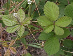 Rubus corylifolius (jeżyna leszczynolistna)