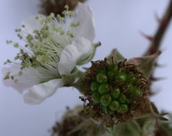 Rubus corylifolius (jeżyna leszczynolistna)