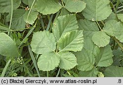 Rubus curvaciculatus (jeżyna drobnokolczasta)