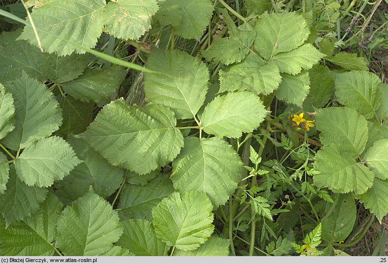 Rubus curvaciculatus (jeżyna drobnokolczasta)