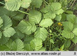 Rubus curvaciculatus (jeżyna drobnokolczasta)