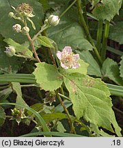 Rubus curvaciculatus (jeżyna drobnokolczasta)