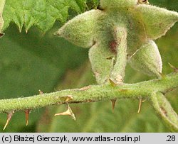 Rubus curvaciculatus (jeżyna drobnokolczasta)