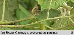Rubus curvaciculatus (jeżyna drobnokolczasta)