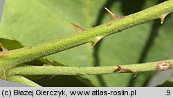 Rubus curvaciculatus (jeżyna drobnokolczasta)