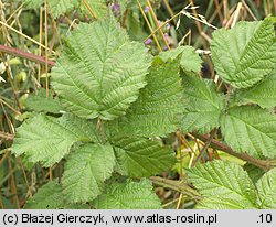 Rubus gothicus (jeżyna gocka)