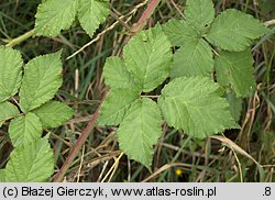 Rubus gothicus (jeżyna gocka)