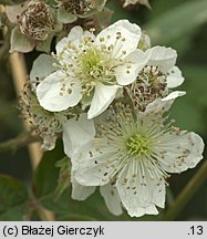 Rubus gothicus (jeżyna gocka)