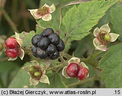 Rubus gothicus (jeżyna gocka)