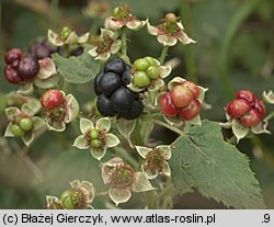 Rubus gothicus (jeżyna gocka)