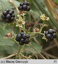 Rubus gothicus (jeżyna gocka)