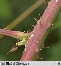 Rubus gothicus (jeżyna gocka)