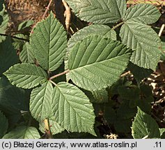 Rubus gracilis (jeżyna ostręga)