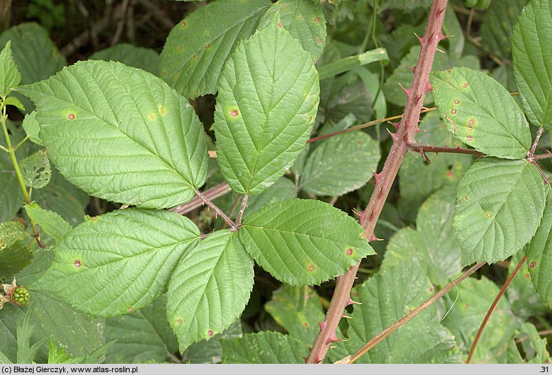 Rubus gracilis (jeżyna ostręga)