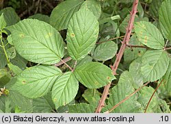 Rubus gracilis (jeżyna ostręga)