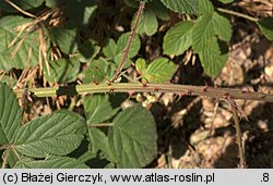 Rubus gracilis (jeżyna ostręga)