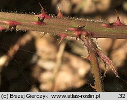 Rubus gracilis (jeżyna ostręga)