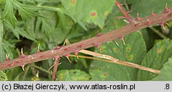 Rubus gracilis (jeżyna ostręga)