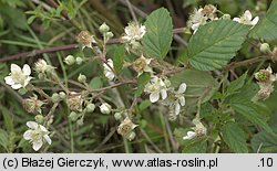 Rubus gracilis (jeżyna ostręga)