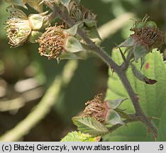 Rubus gracilis (jeżyna ostręga)