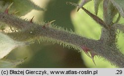 Rubus gracilis (jeżyna ostręga)