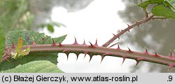 Rubus gracilis (jeżyna ostręga)