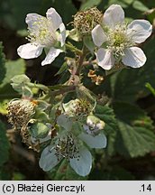 Rubus gracilis (jeżyna ostręga)