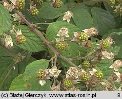 Rubus gracilis (jeżyna ostręga)