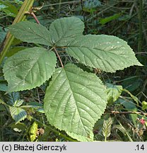 Rubus graecensis (jeżyna austriacka)