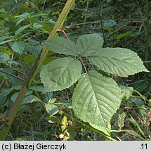 Rubus graecensis (jeżyna austriacka)