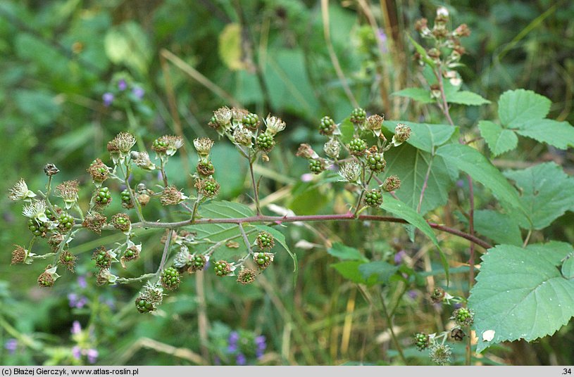 Rubus graecensis (jeżyna austriacka)