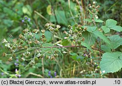 Rubus graecensis (jeżyna austriacka)