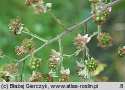 Rubus graecensis (jeżyna austriacka)