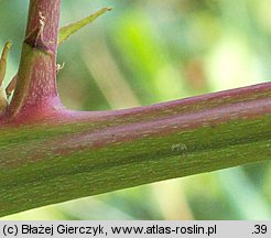 Rubus graecensis (jeżyna austriacka)