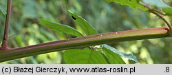 Rubus graecensis (jeżyna austriacka)