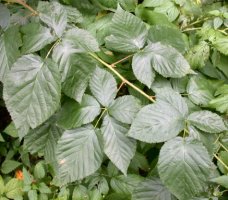 Rubus nessensis (jeżyna lochneseńska)