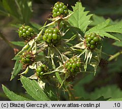 Rubus laciniatus (jeżyna wcinanolistna)