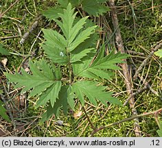 Rubus laciniatus (jeżyna wcinanolistna)