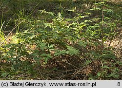 Rubus laciniatus (jeżyna wcinanolistna)