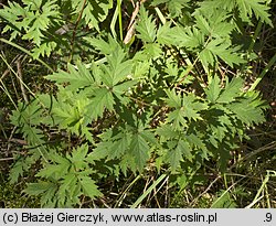 Rubus laciniatus (jeżyna wcinanolistna)