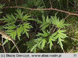 Rubus laciniatus (jeżyna wcinanolistna)