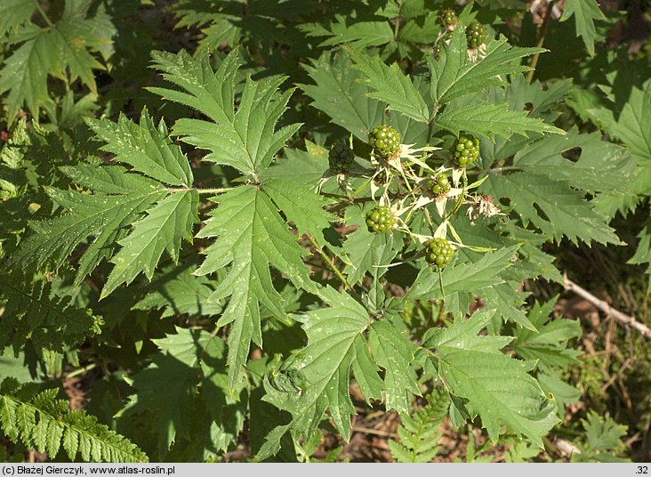 Rubus laciniatus (jeżyna wcinanolistna)