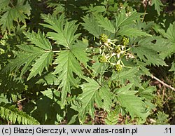 Rubus laciniatus (jeżyna wcinanolistna)