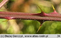 Rubus laciniatus (jeżyna wcinanolistna)