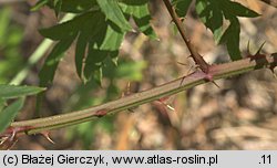 Rubus laciniatus (jeżyna wcinanolistna)