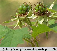 Rubus laciniatus (jeżyna wcinanolistna)