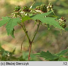 Rubus laciniatus (jeżyna wcinanolistna)