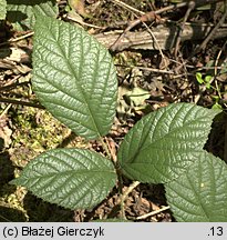 Rubus lusaticus (jeżyna łużycka)