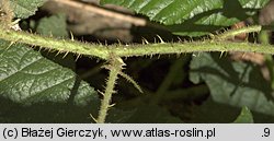 Rubus lusaticus (jeżyna łużycka)