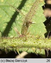 Rubus lusaticus (jeżyna łużycka)